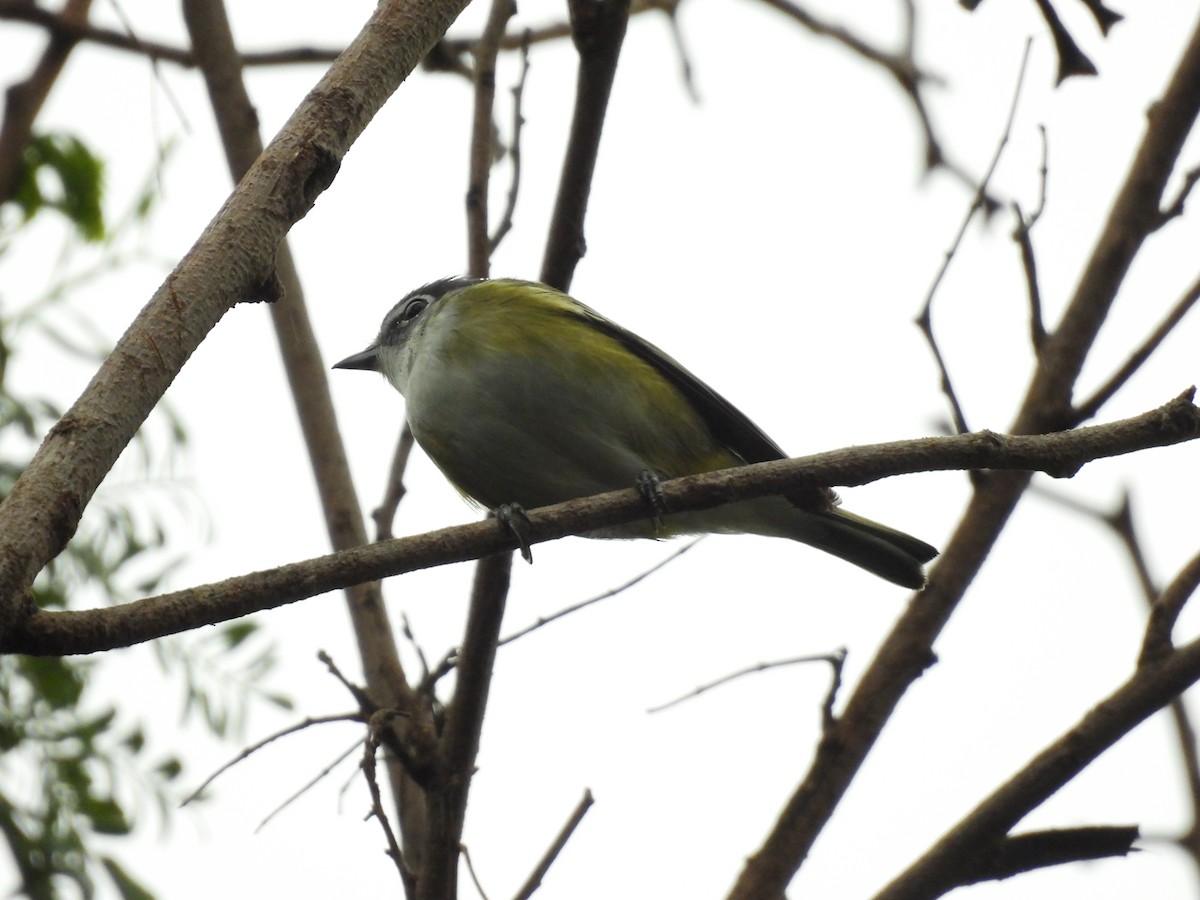 Blue-headed Vireo - ML655445542