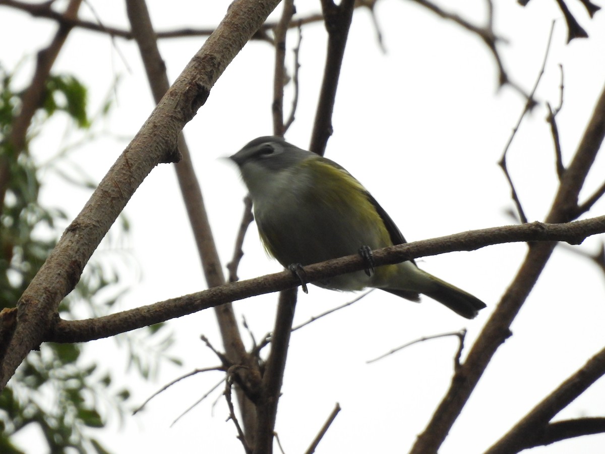 Blue-headed Vireo - ML655445545