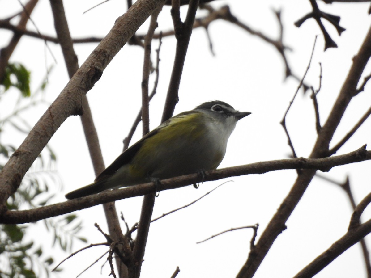 Blue-headed Vireo - ML655445546