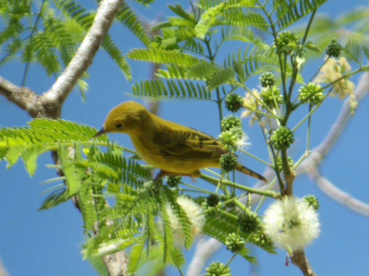 Northern/Mangrove Yellow Warbler - ML655445573