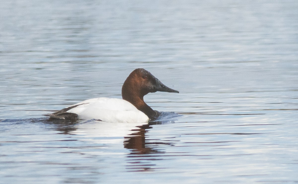 kanvasand - ML655446533