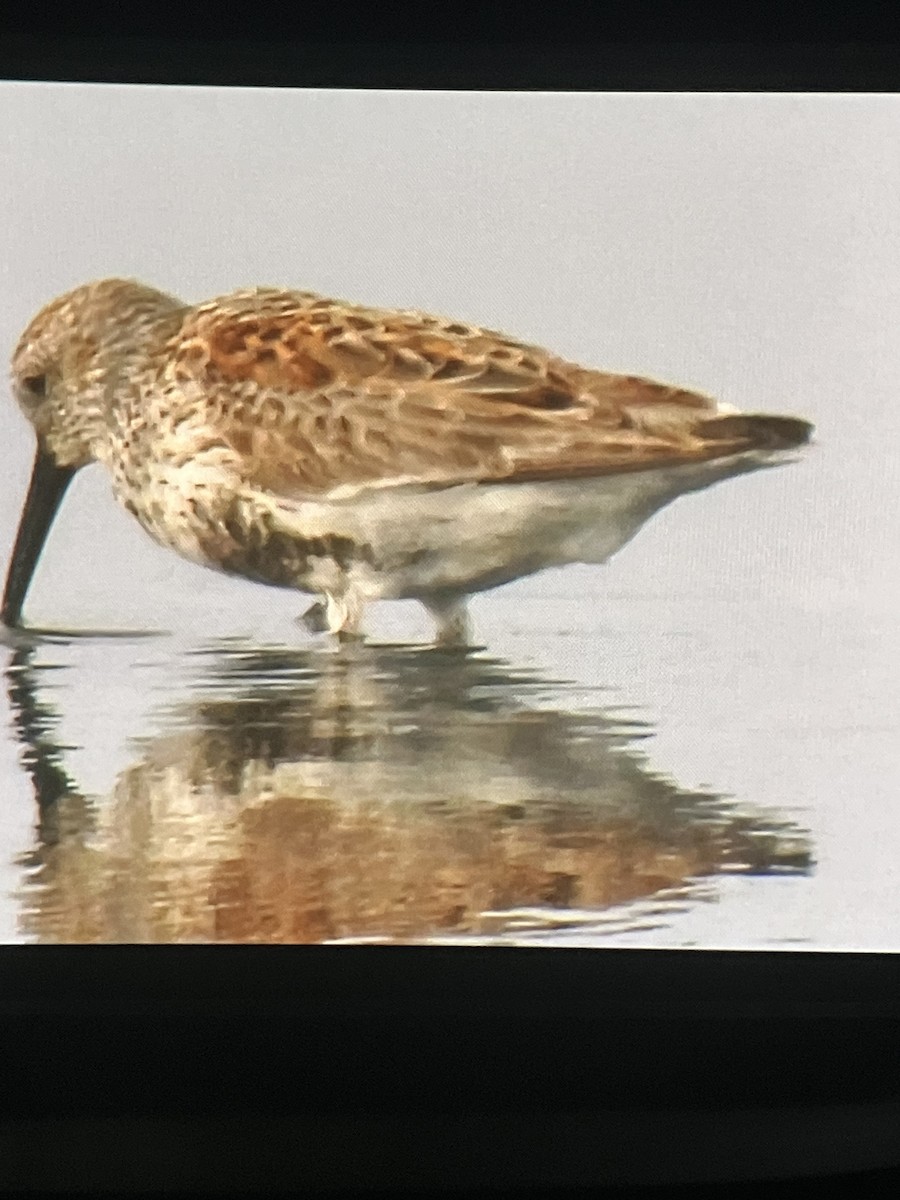 Dunlin - ML655446836