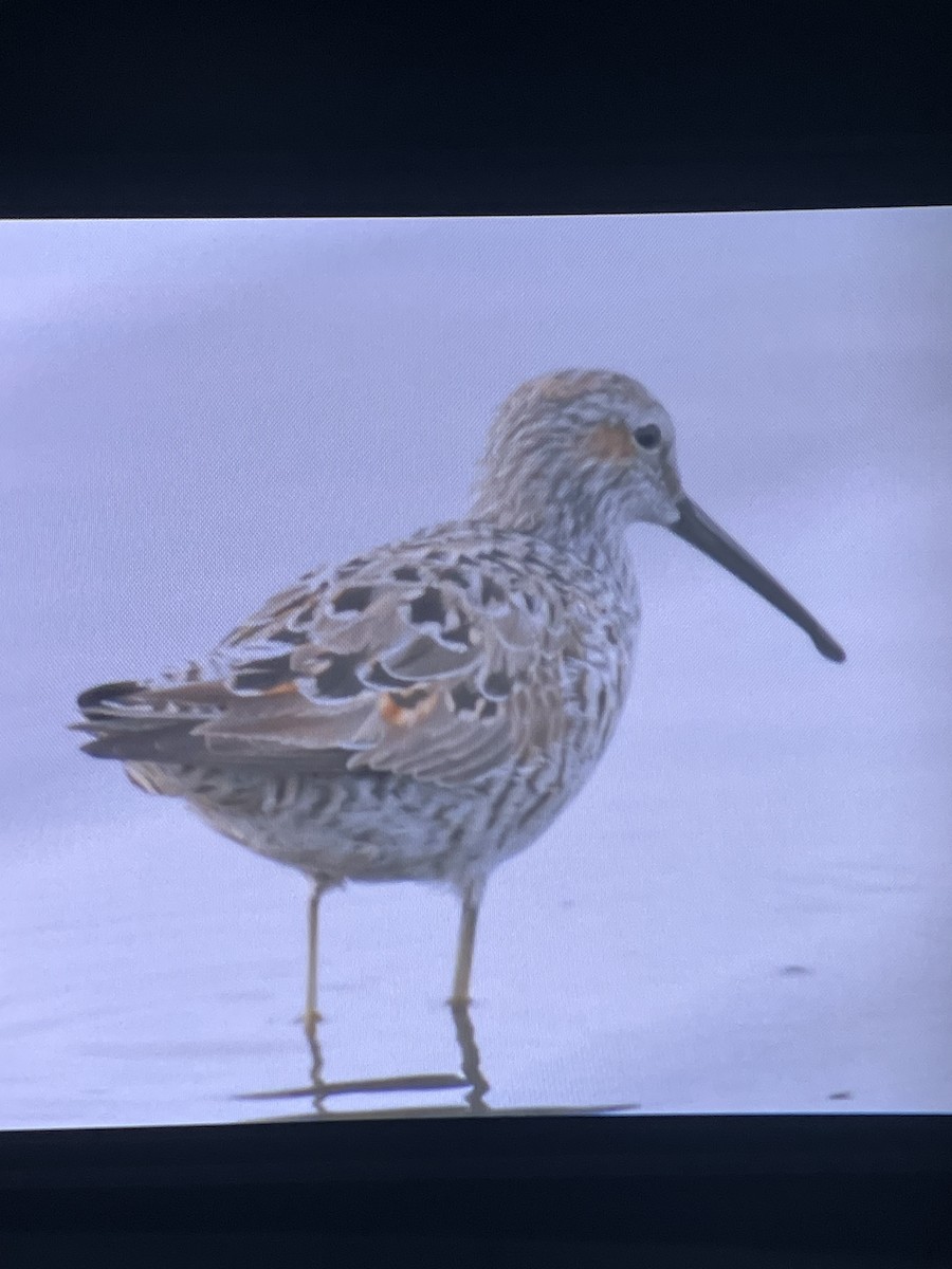 Stilt Sandpiper - ML655446842