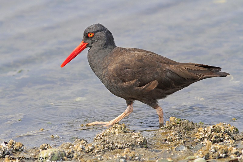 Black Oystercatcher - ML65544721