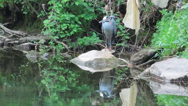 Yellow-crowned Night Heron - ML655447282