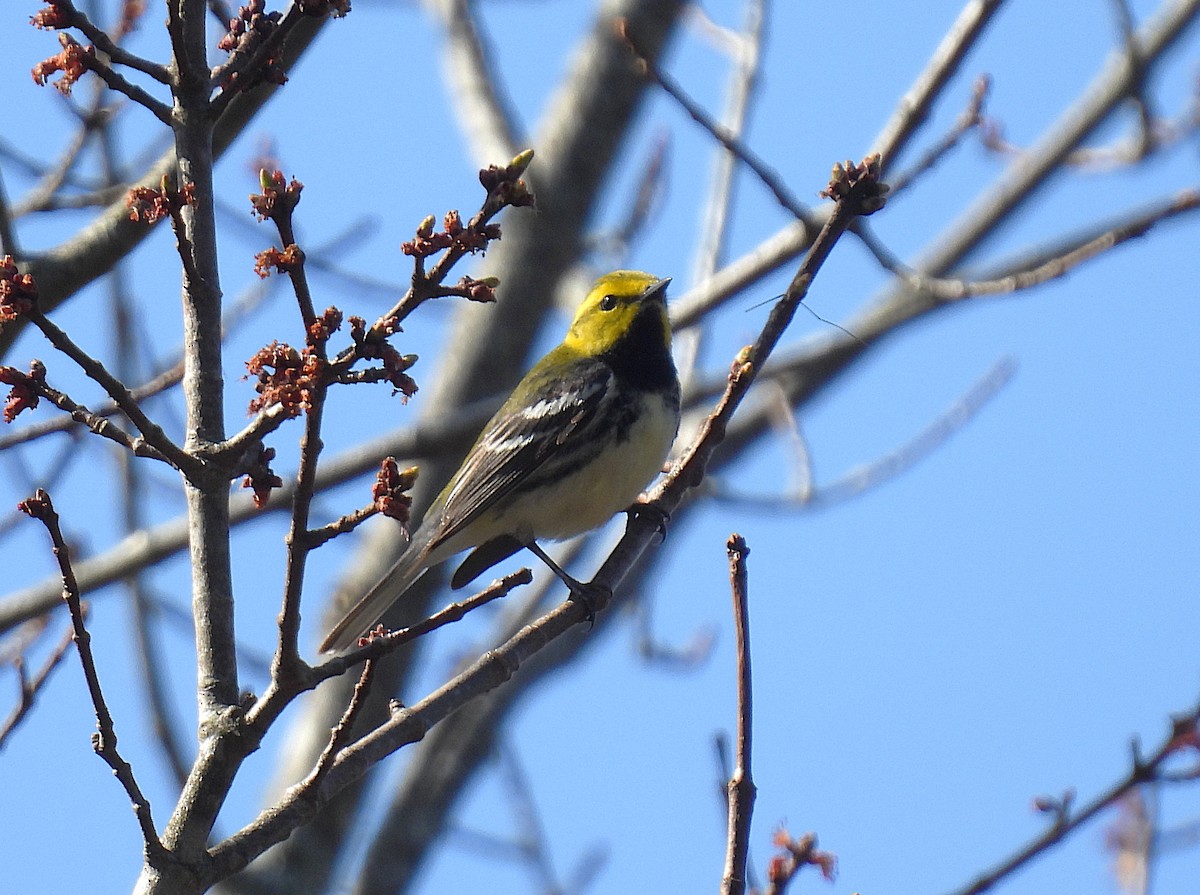 Black-throated Green Warbler - ML655447678