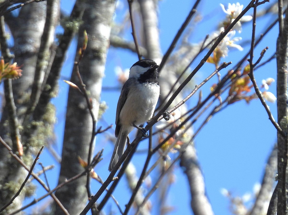 Carolina Chickadee - ML655447690