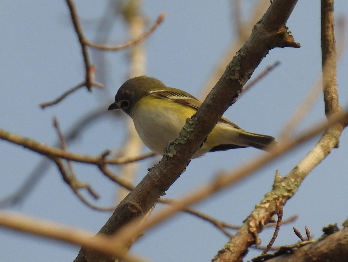 Blue-headed Vireo - ML655447732