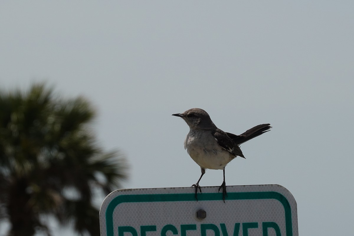 Northern Mockingbird - ML655447951