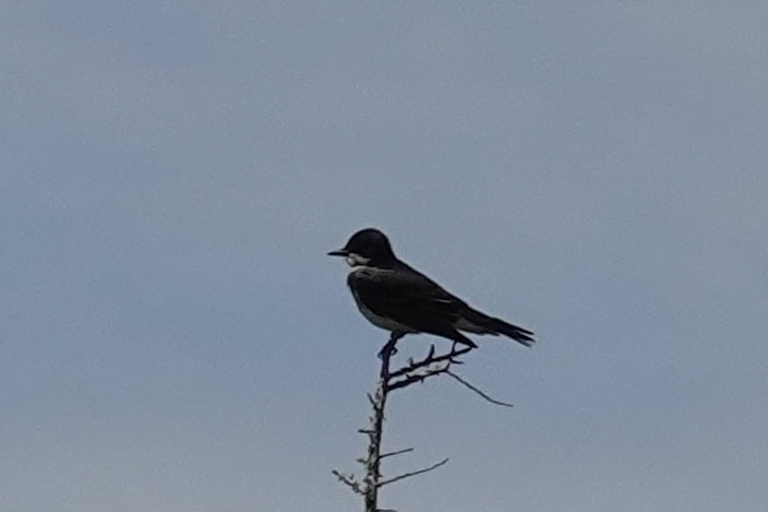 Eastern Kingbird - ML655447993