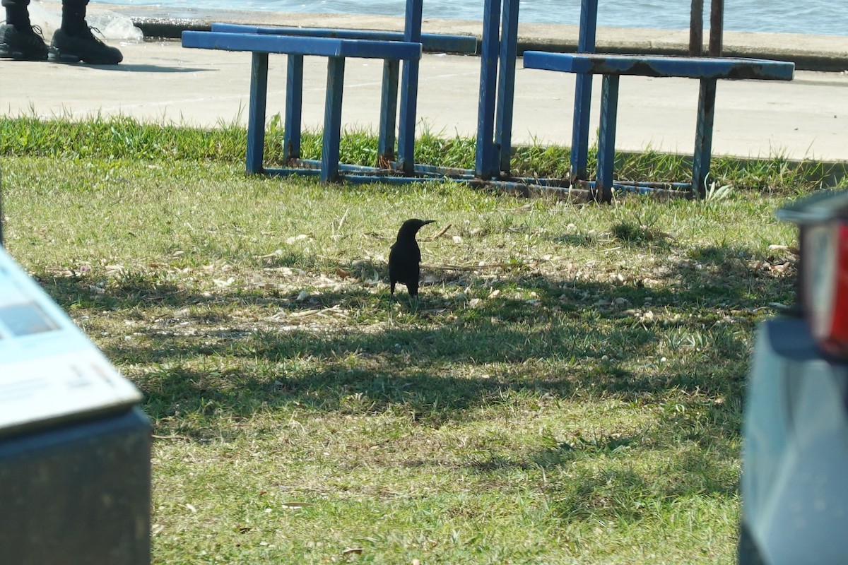 Boat-tailed Grackle - ML655448029