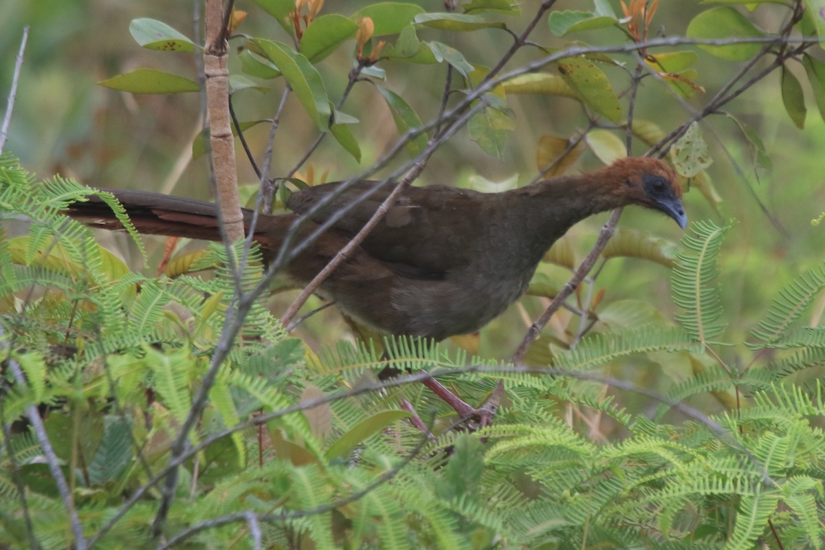 Variable Chachalaca - ML655448235