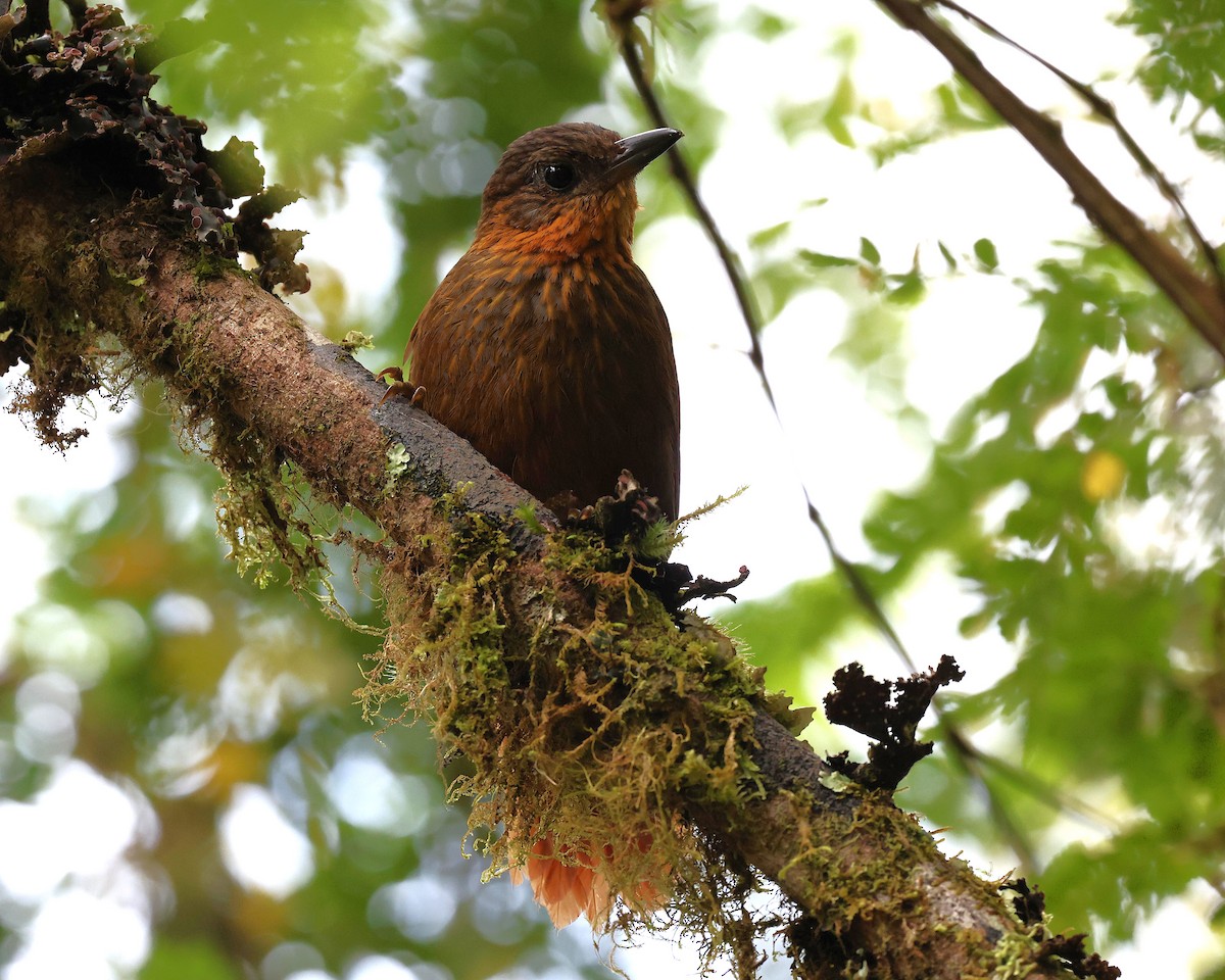 Streak-breasted Treehunter - ML655448643