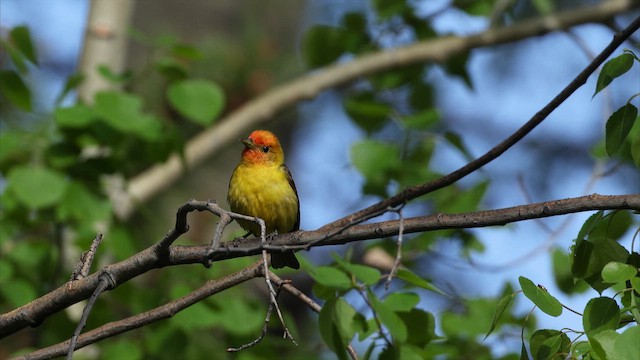 Western Tanager - ML655449384