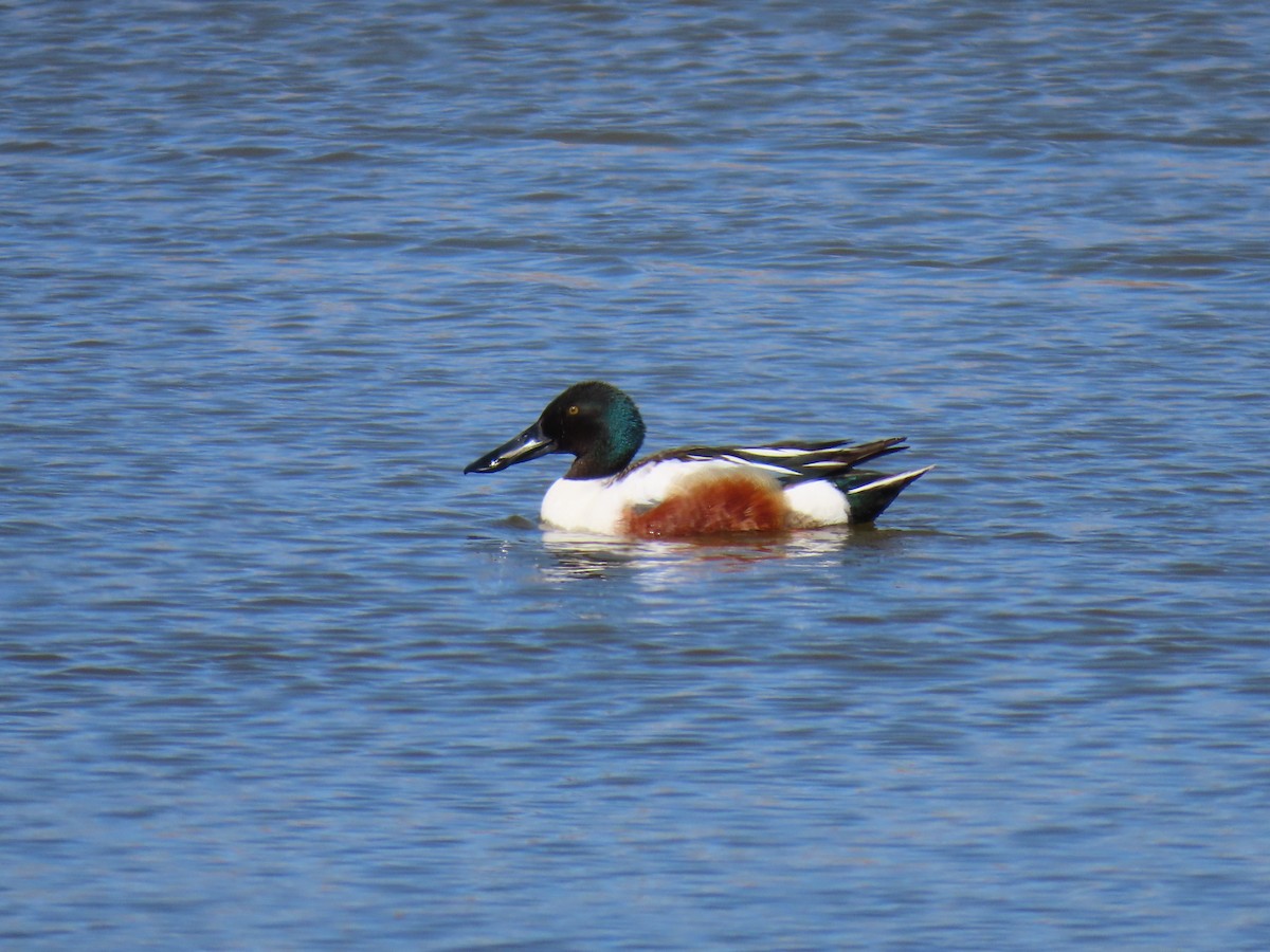 Ahate mokozabal zuria - ML655449787