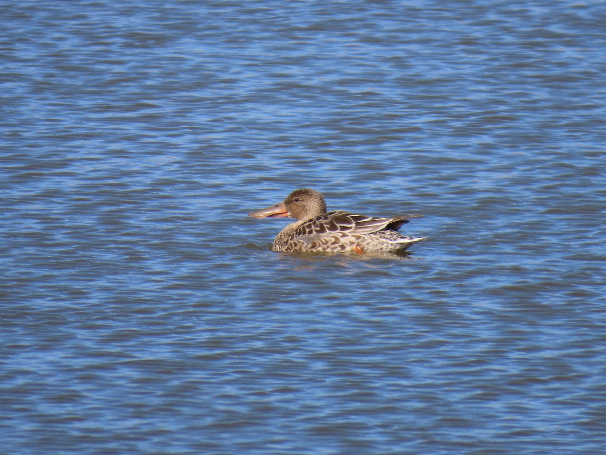 Ahate mokozabal zuria - ML655449788