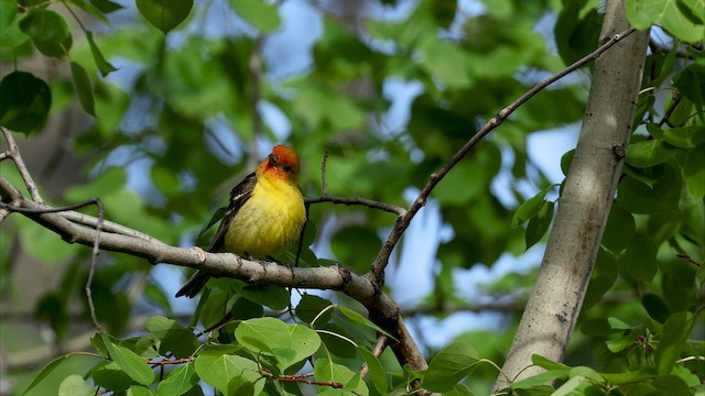 Western Tanager - ML655449847