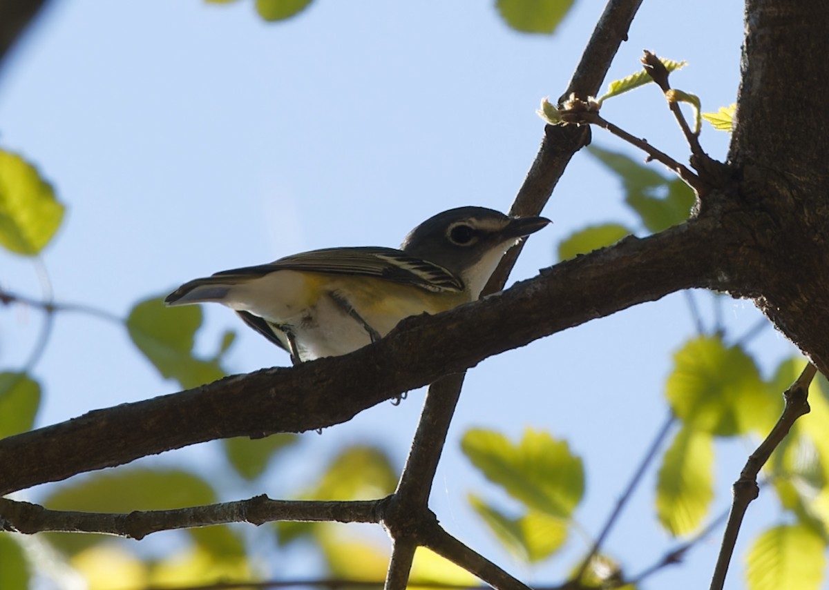 Blue-headed Vireo - ML655449970