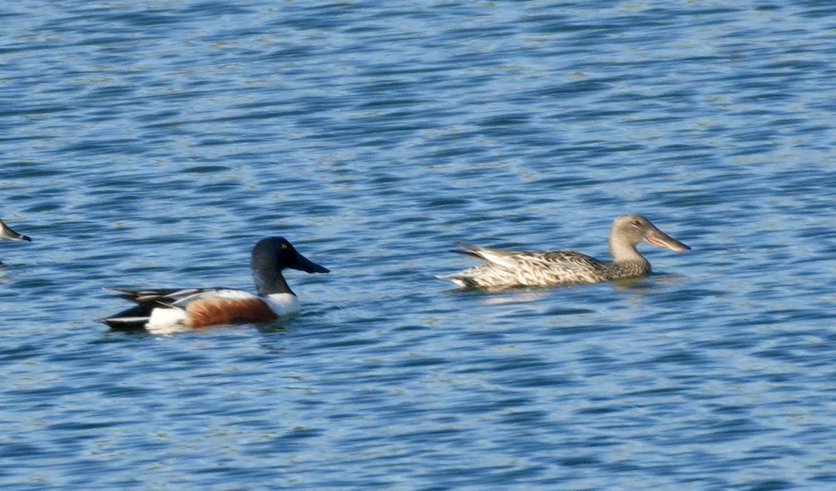 Ahate mokozabal zuria - ML655450175