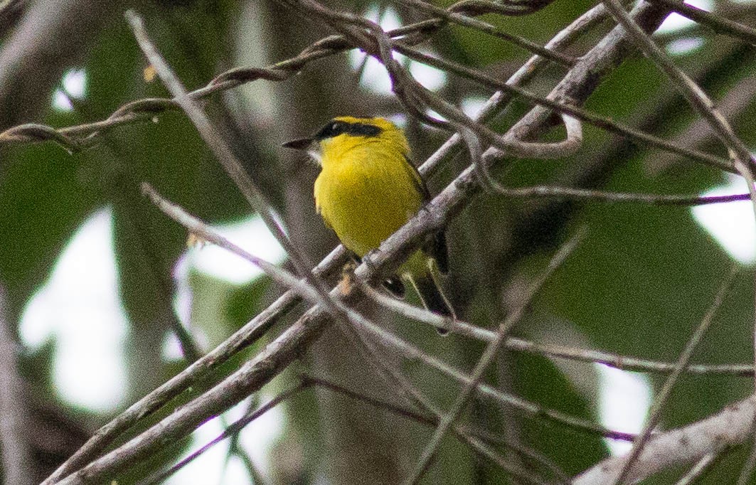 Yellow-browed Tody-Flycatcher - ML65545021