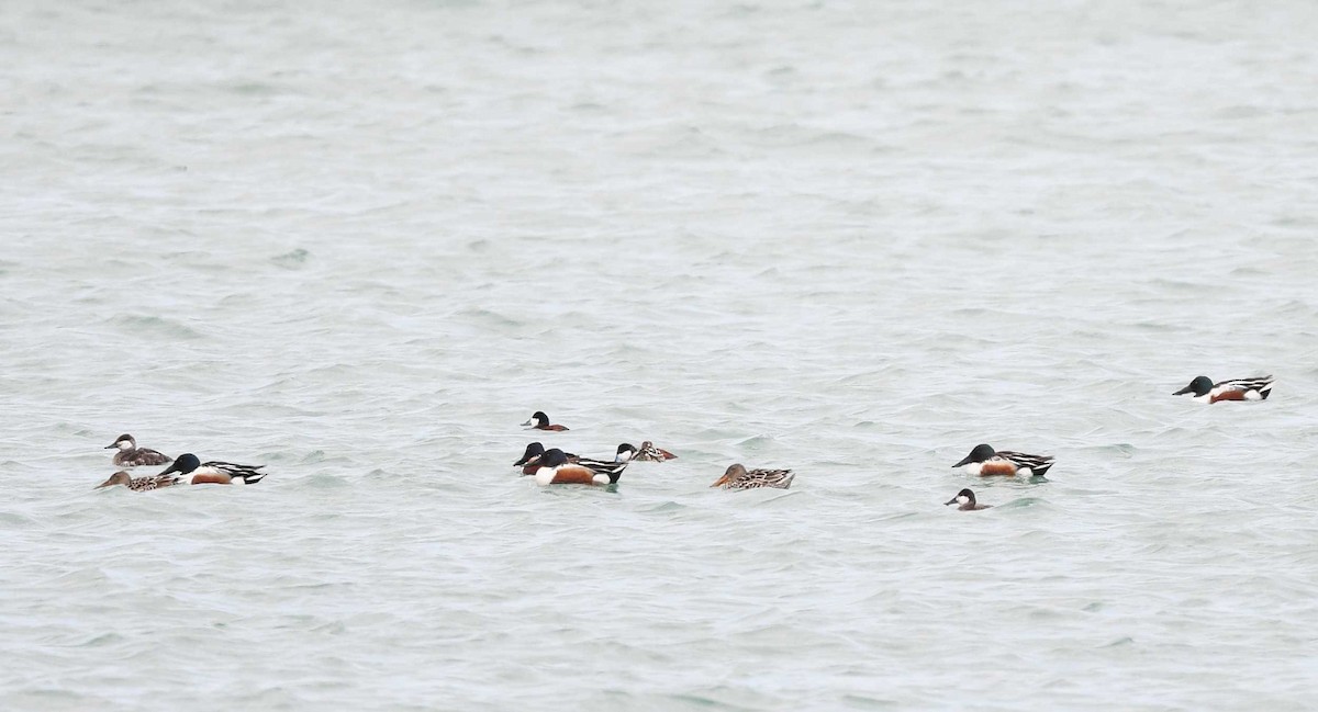 Ahate mokozabal zuria - ML655450745