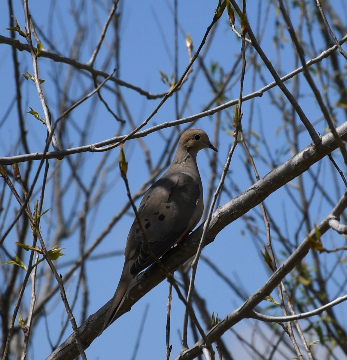sørgedue - ML655451039