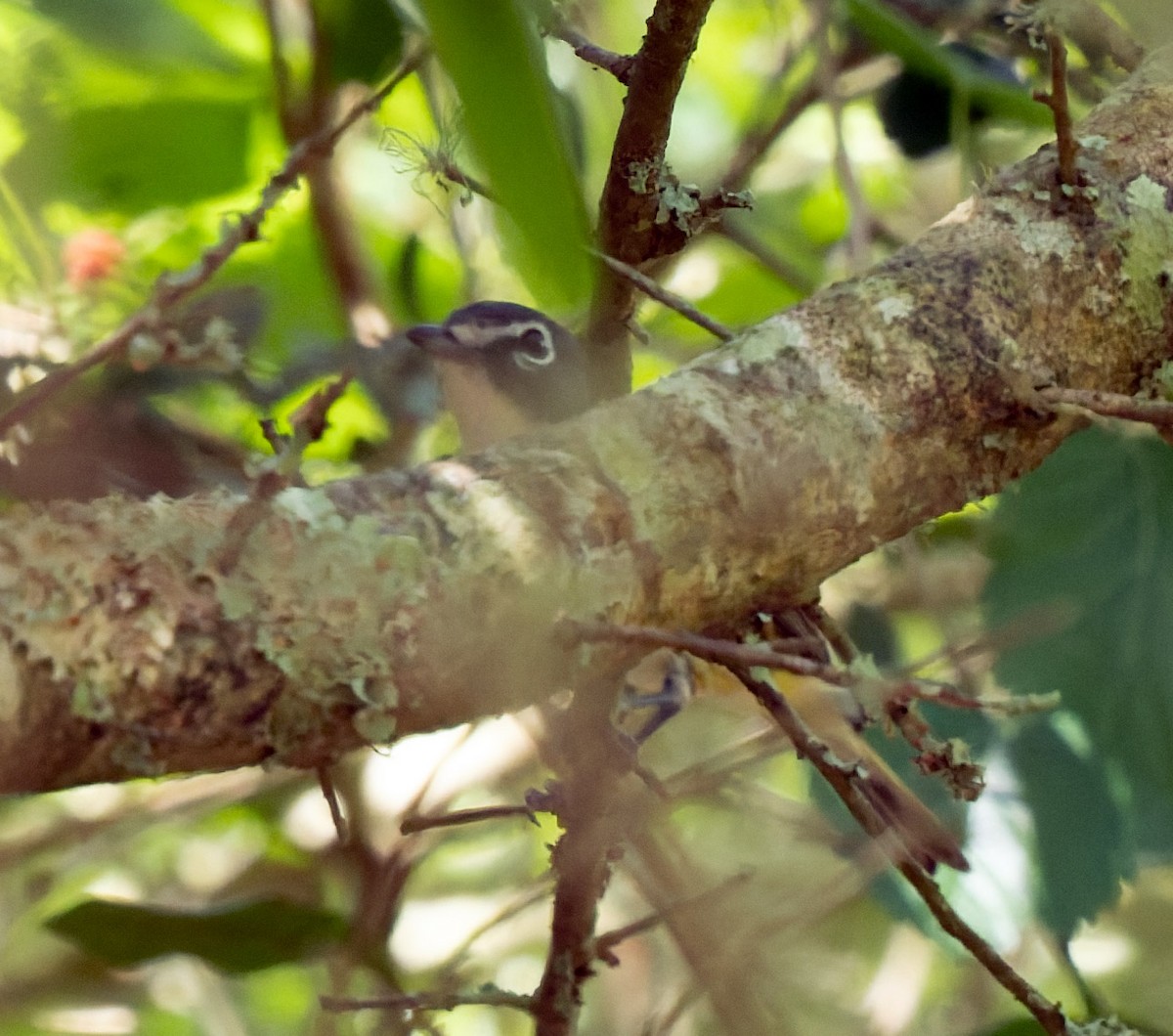 Blue-headed Vireo - ML655451063