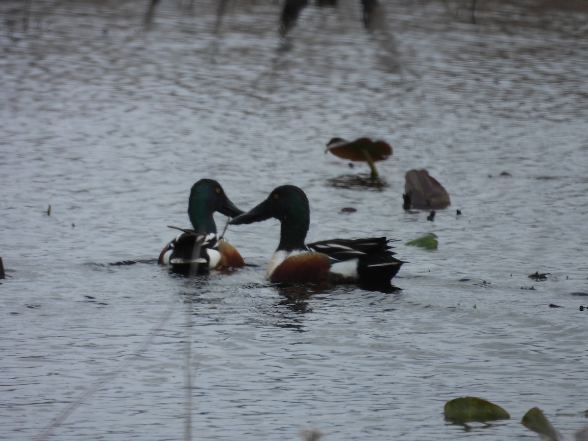 Ahate mokozabal zuria - ML655452389