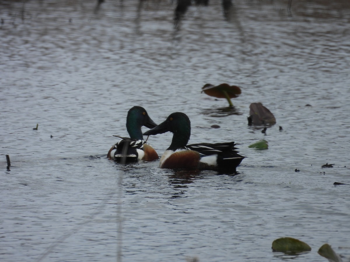 Ahate mokozabal zuria - ML655452390