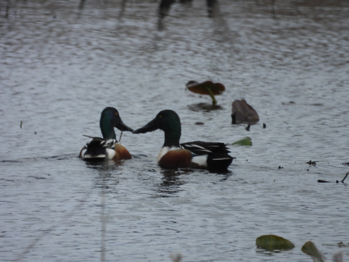 Ahate mokozabal zuria - ML655452391