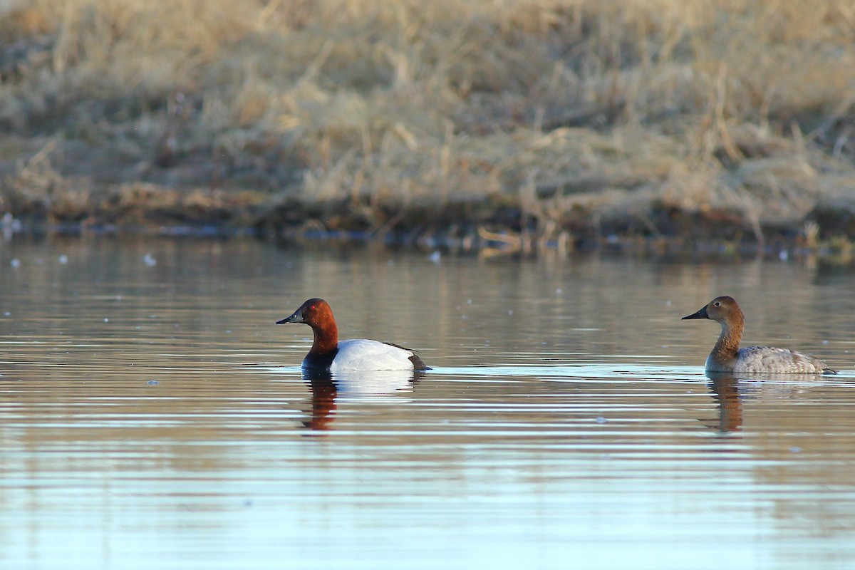 kanvasand - ML655452489