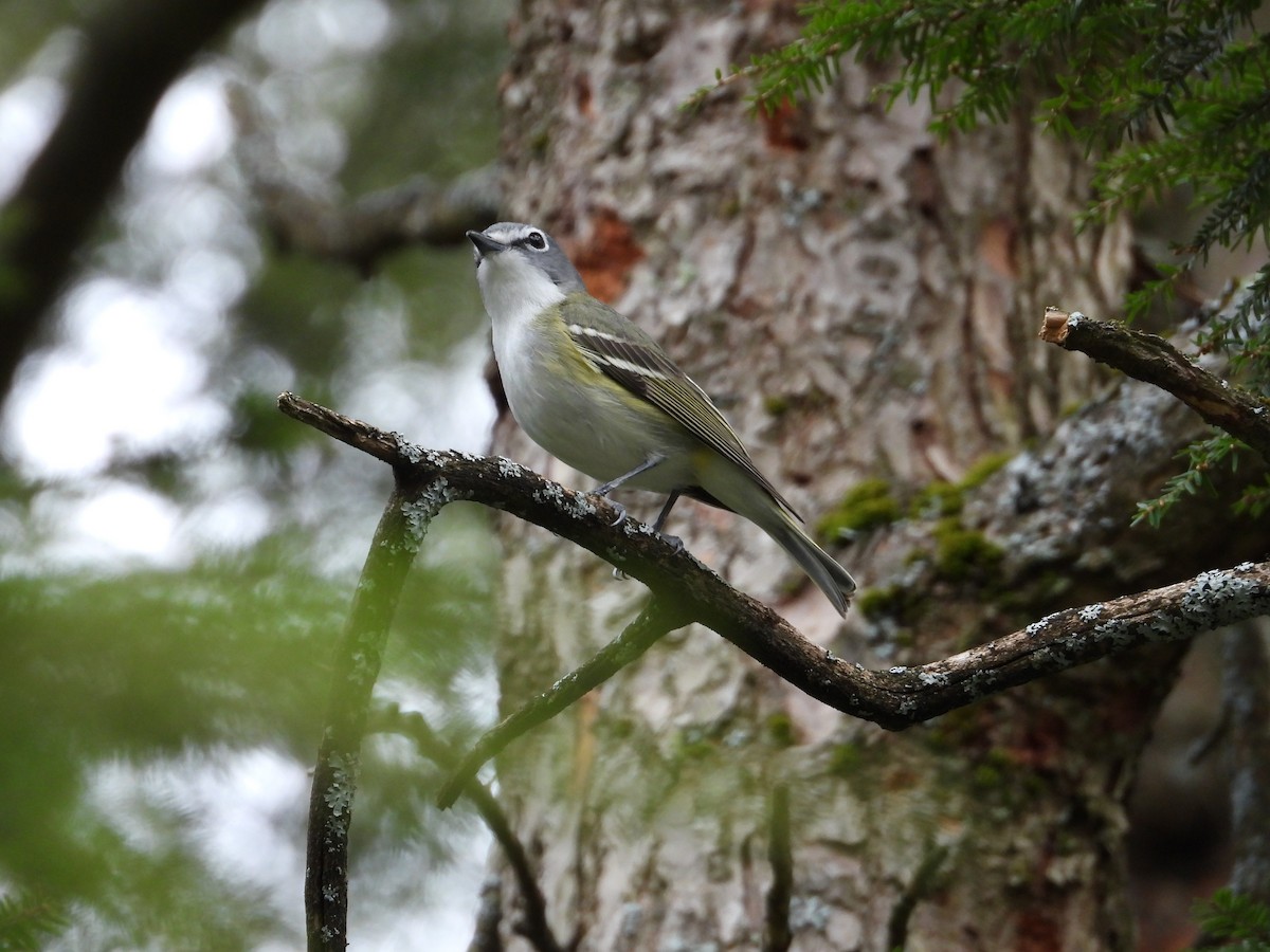 Blue-headed Vireo - ML655452613