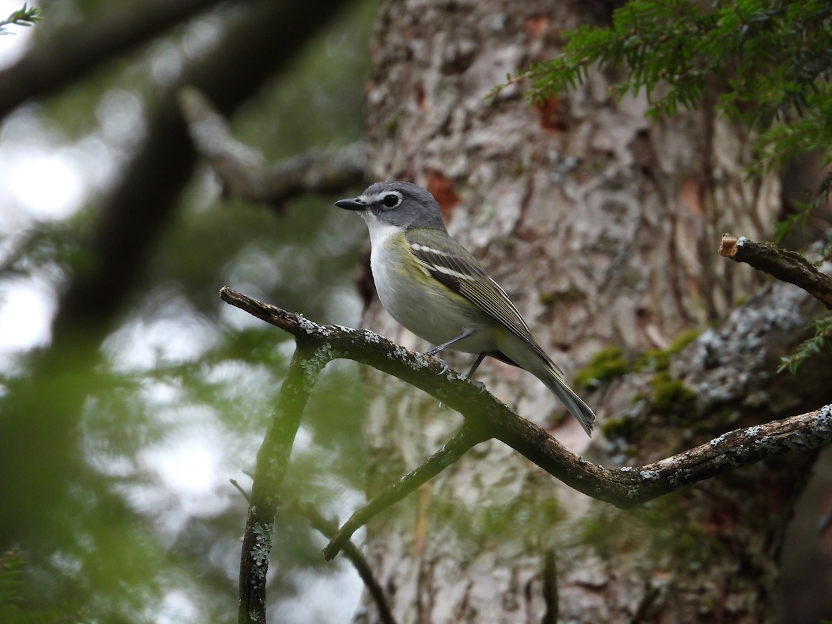 Blue-headed Vireo - ML655452614