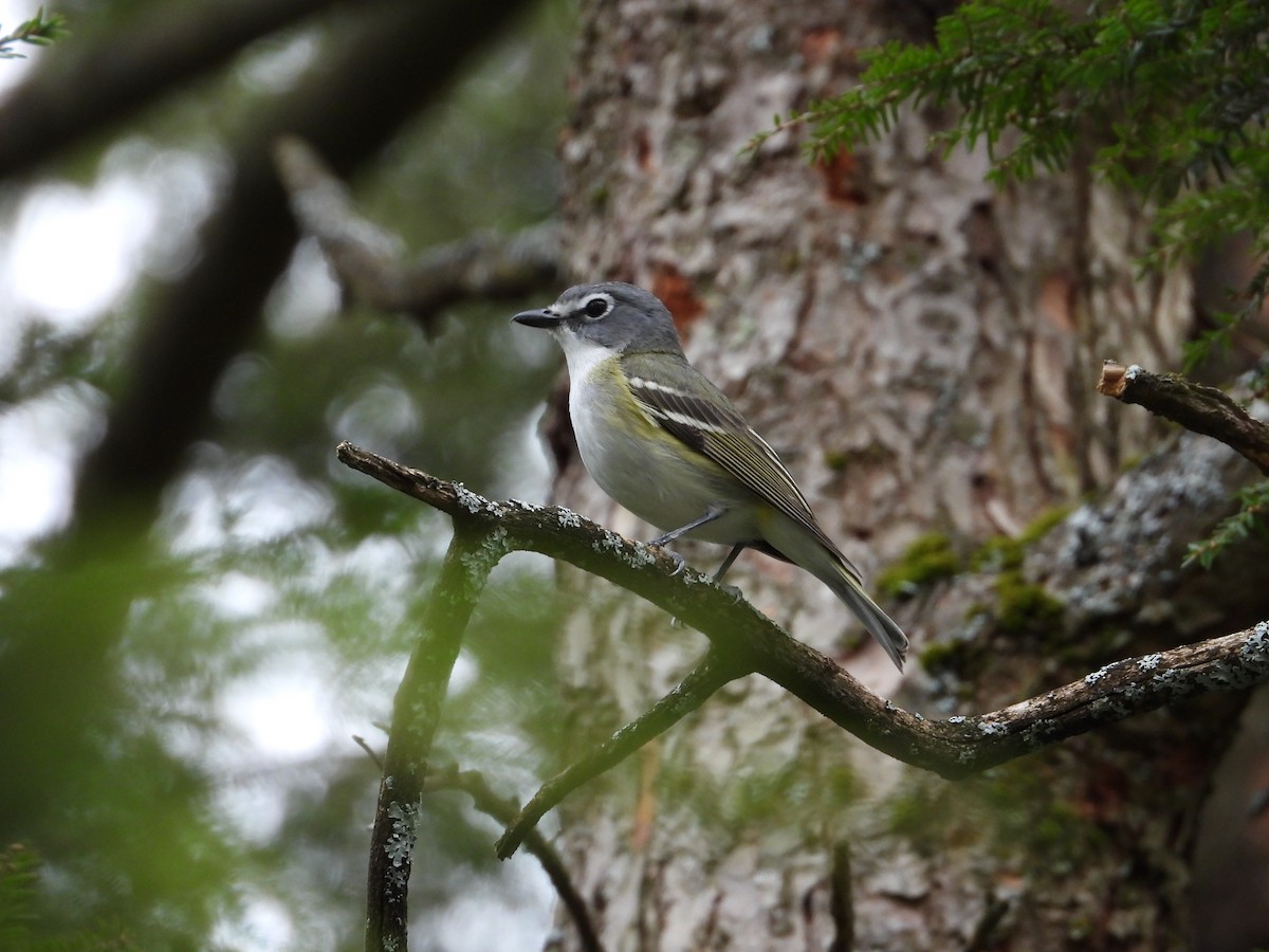 Blue-headed Vireo - ML655452615