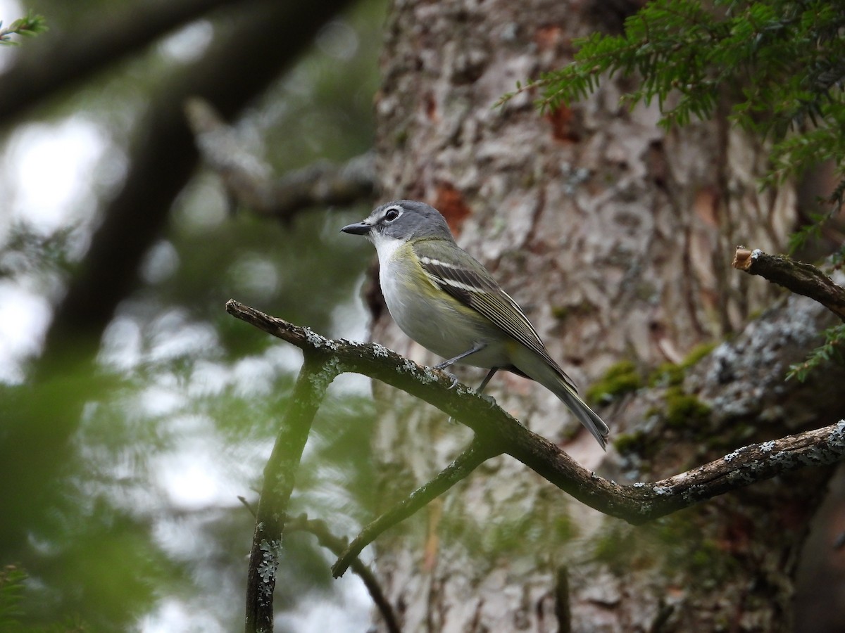 Blue-headed Vireo - ML655452616