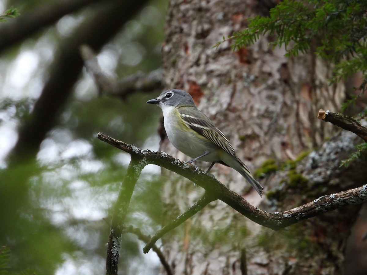 Blue-headed Vireo - ML655452617