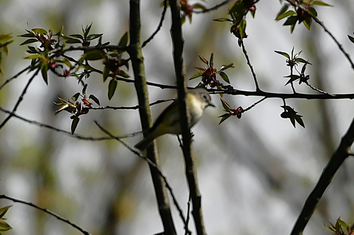 Blue-headed Vireo - ML655452805