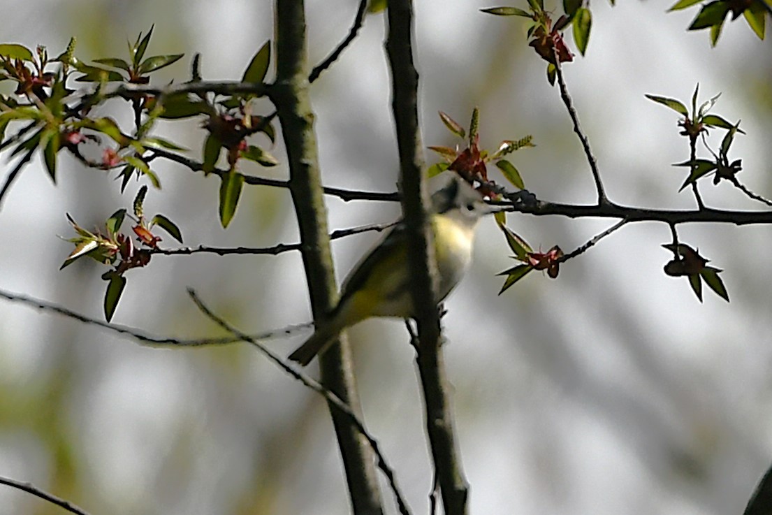 Blue-headed Vireo - ML655452806