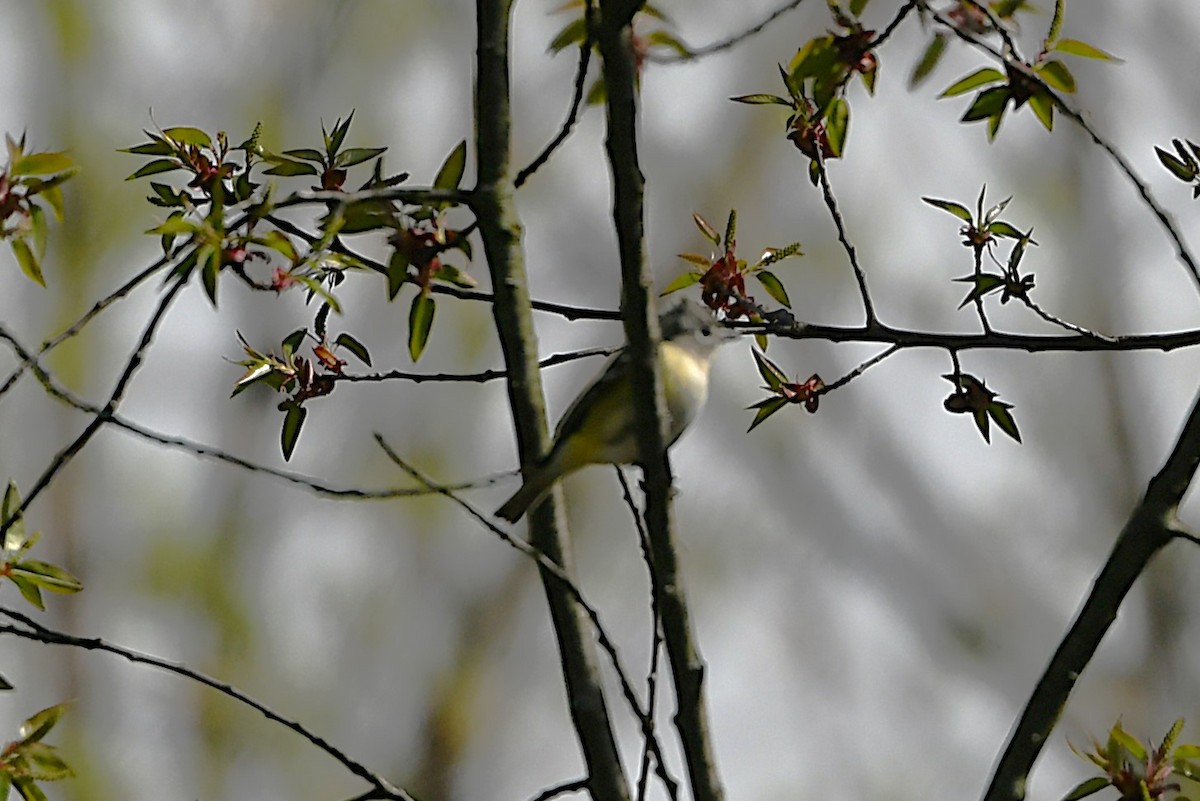 Blue-headed Vireo - ML655452807