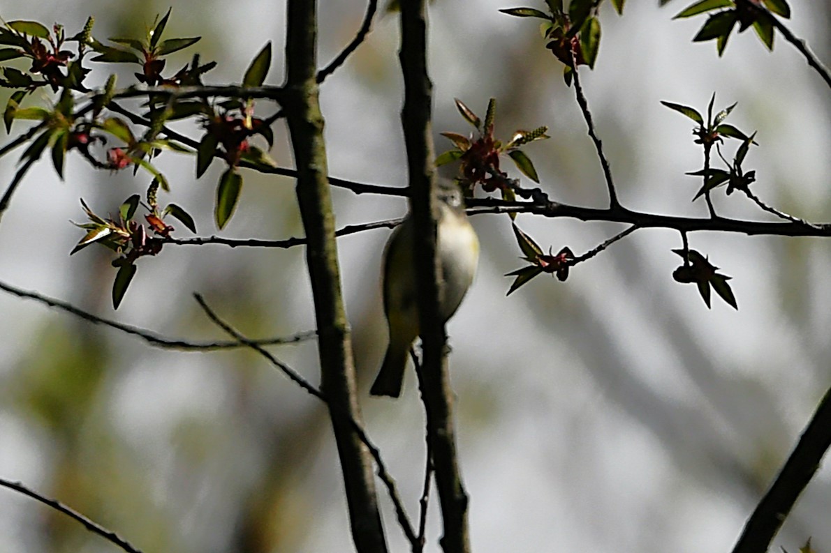 Blue-headed Vireo - ML655452808