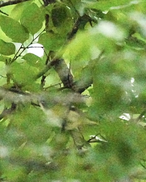 Blue-headed Vireo - ML655453115
