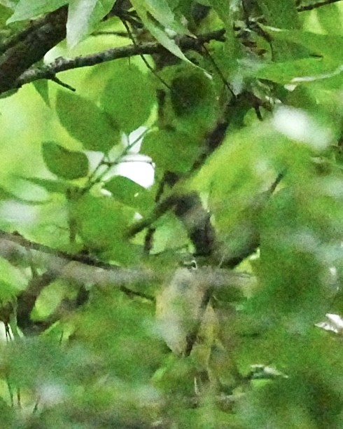 Blue-headed Vireo - ML655453116