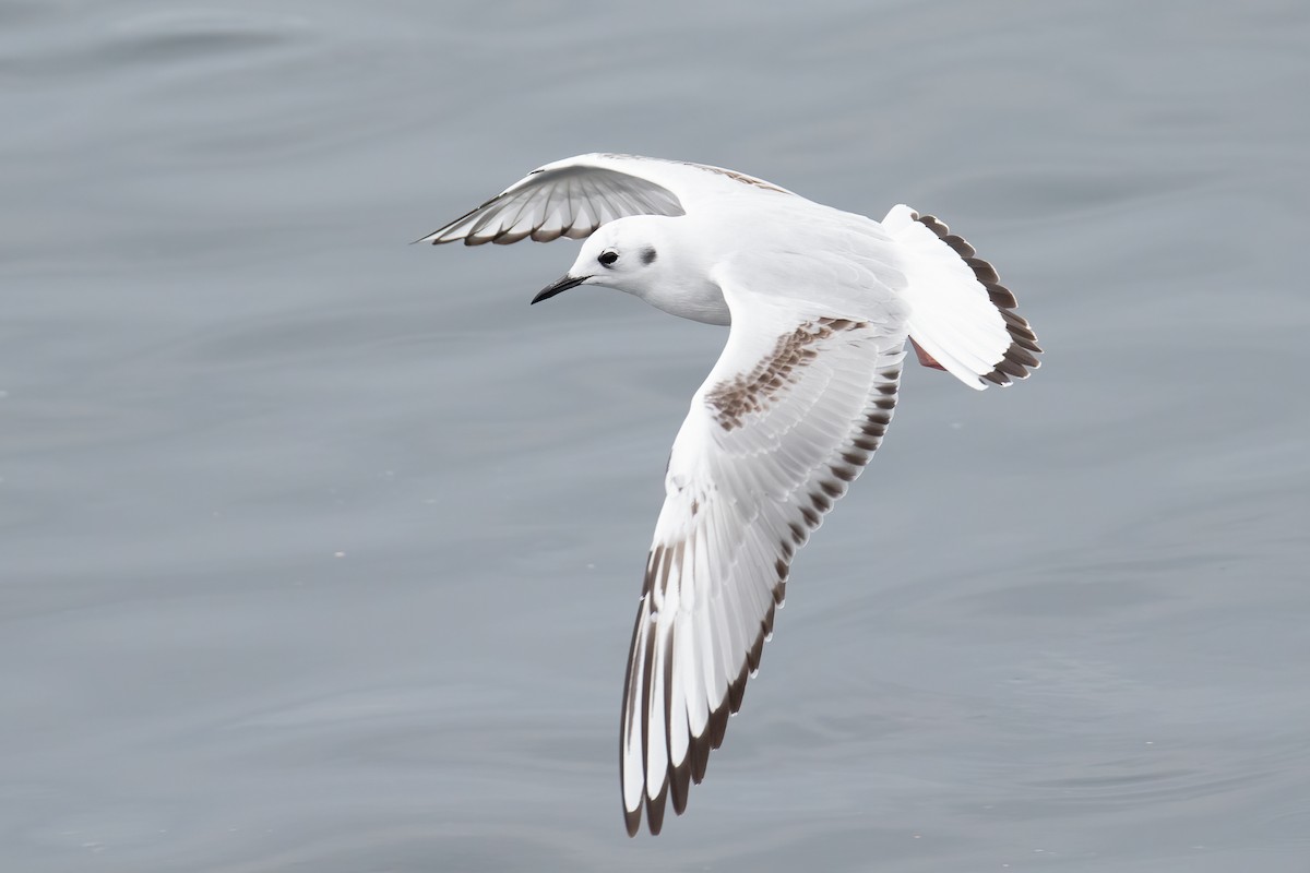 Bonaparte's Gull - ML655453158