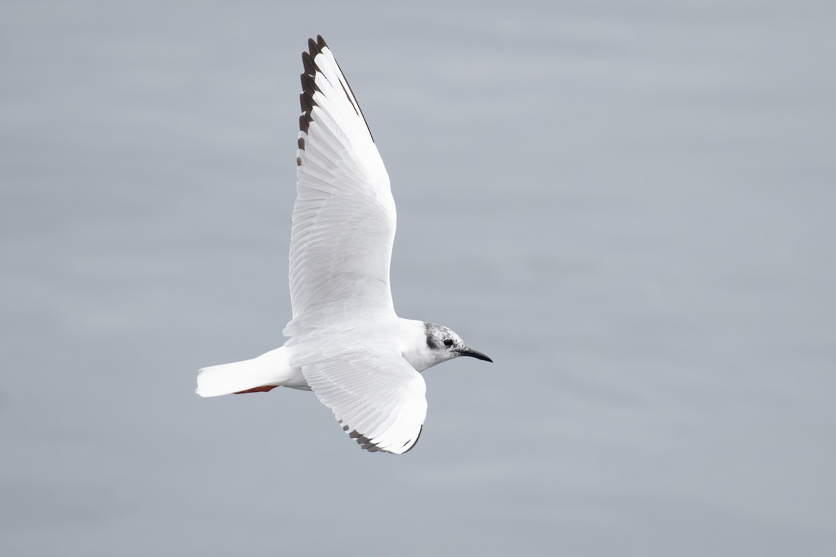 Bonaparte's Gull - ML655453159