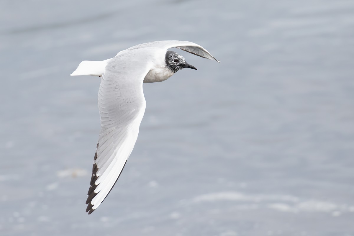 Bonaparte's Gull - ML655453160