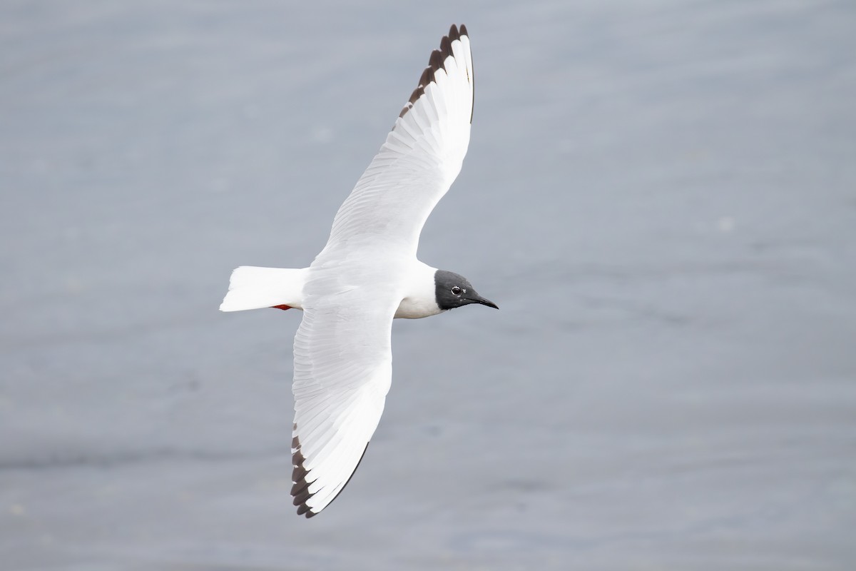 Bonaparte's Gull - ML655453161