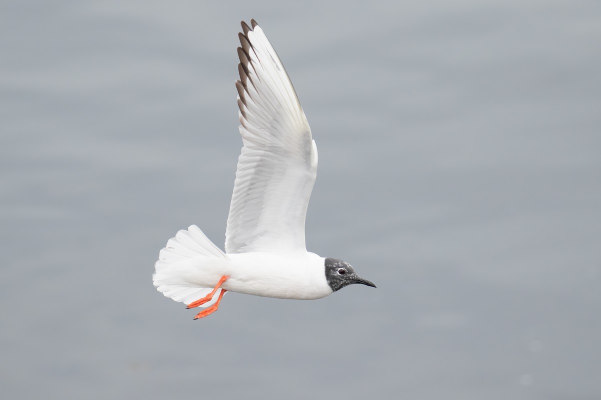 Bonaparte's Gull - ML655453162