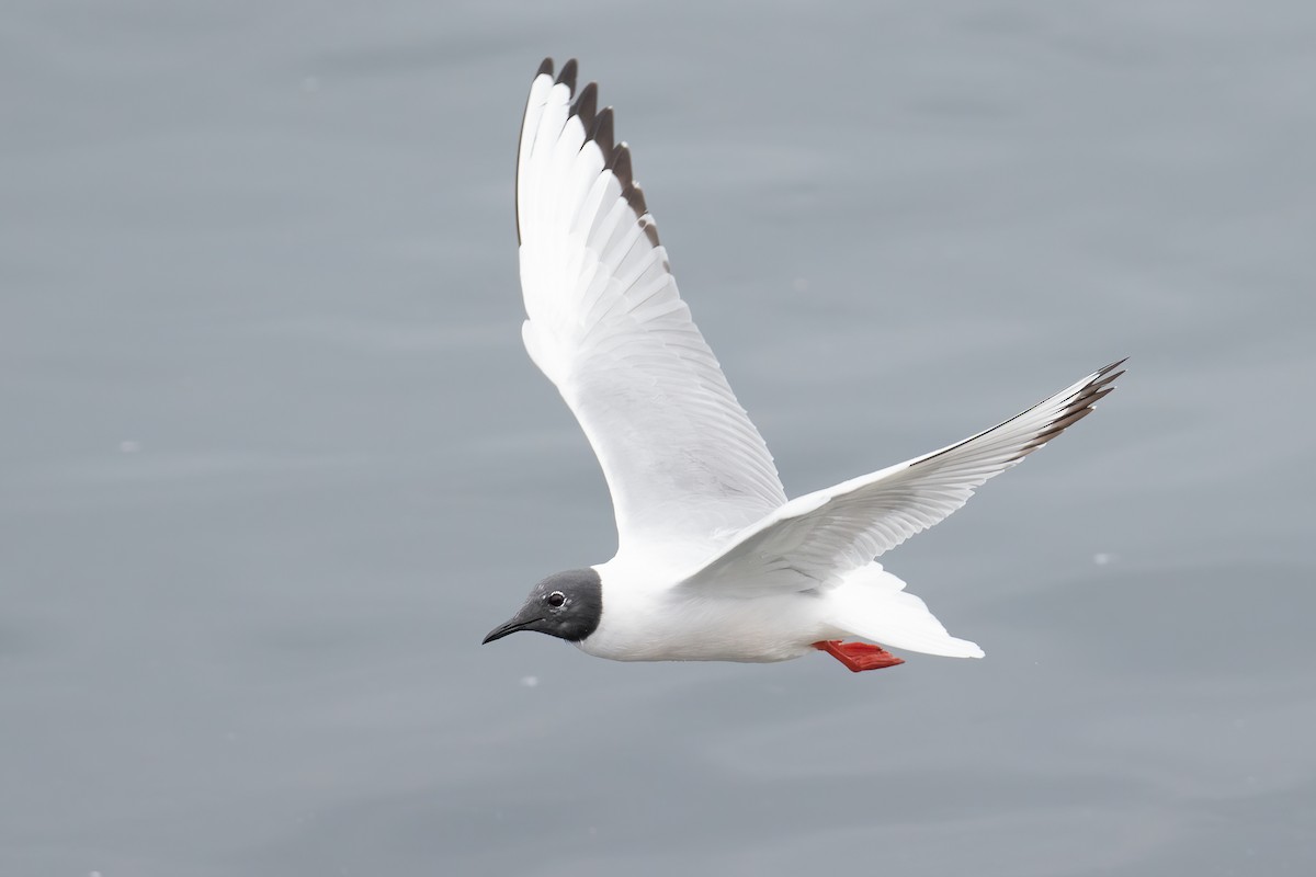 Bonaparte's Gull - ML655453163
