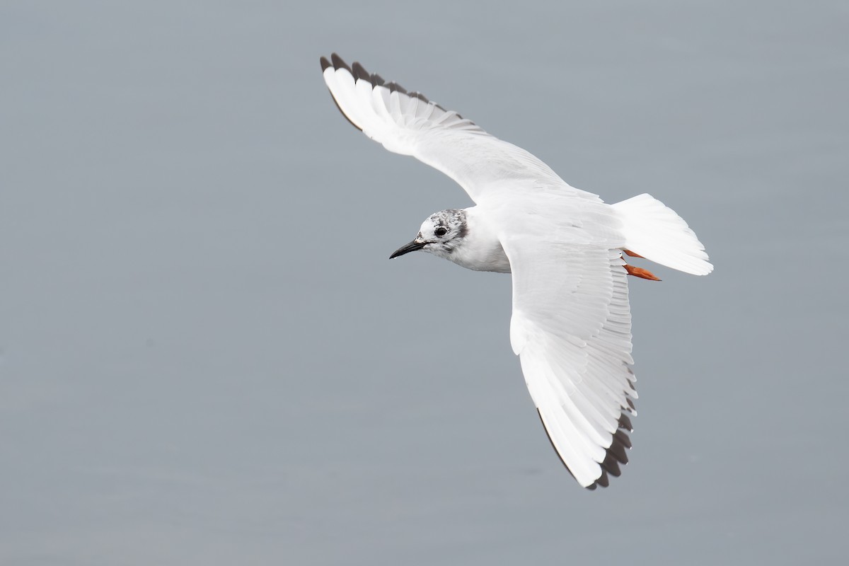 Bonaparte's Gull - ML655453164