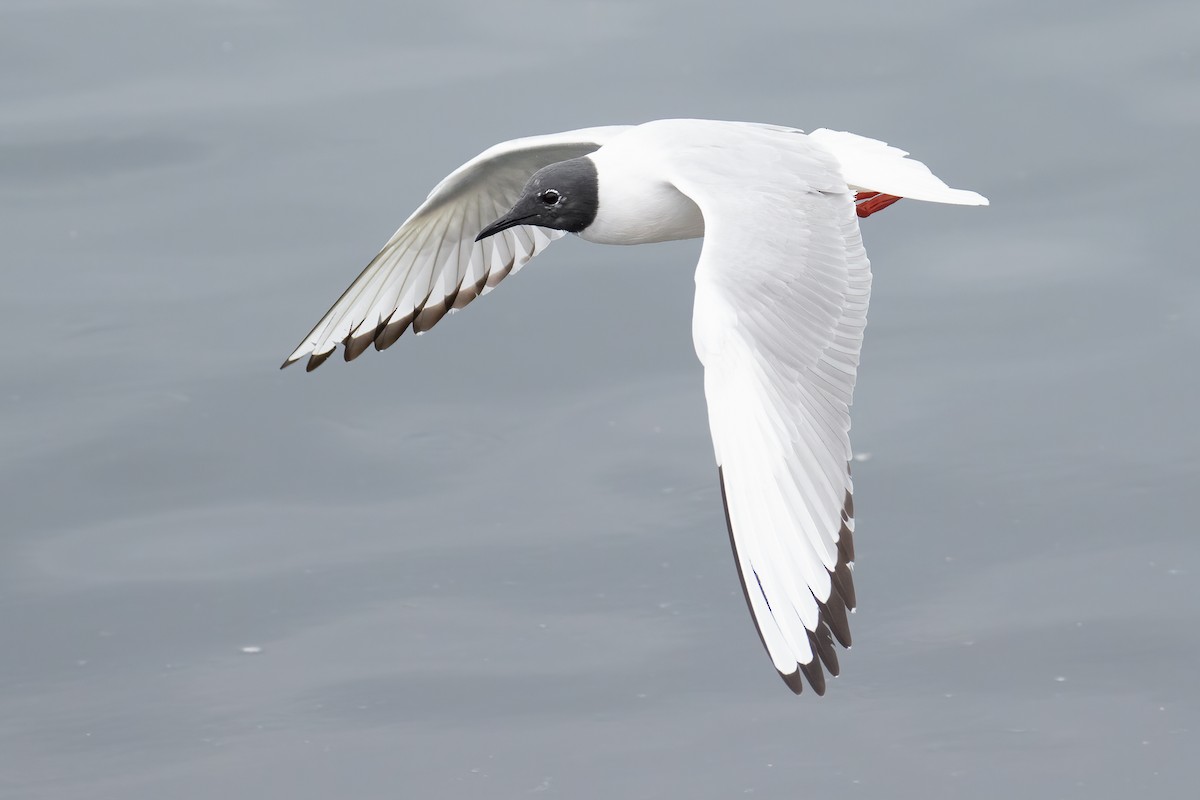 Bonaparte's Gull - ML655453165
